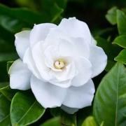 回歸大自然的名花