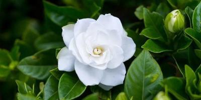 回歸大自然的名花