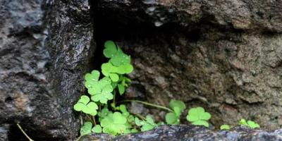 一株嫩綠也是巨大的安慰──寫於病毒猖狂的冬日