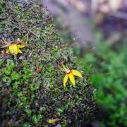 編後語： 不平凡春天出世的新孩子