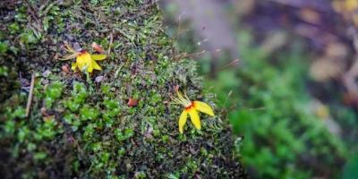 編後語： 不平凡春天出世的新孩子