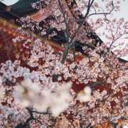 櫻花紛飛遍路時