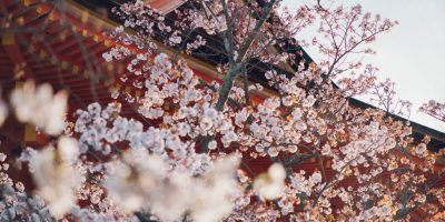 櫻花紛飛遍路時