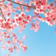 賞櫻──我們聽到了雨聲