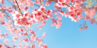 賞櫻──我們聽到了雨聲