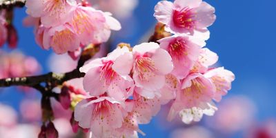 櫻花二○二○