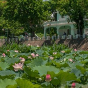 歸來，蓮葉何田田