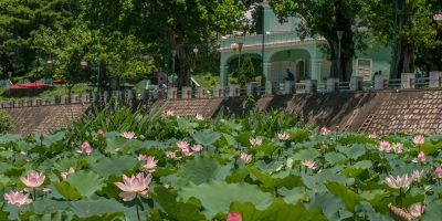 歸來，蓮葉何田田