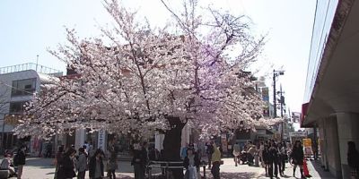 二○二○的櫻花期