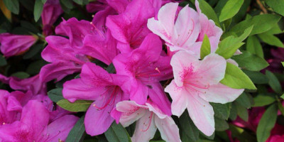 春天到了，我等著平安的妳（外一題）