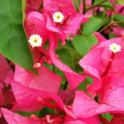 庚子三月三．上巳節