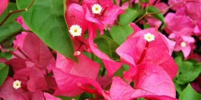 庚子三月三．上巳節