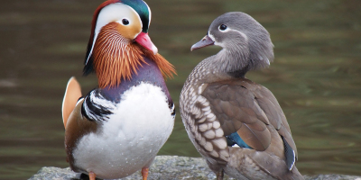 情人節之憂（外二首）