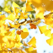 黃葉（外二首）