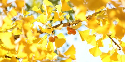 黃葉（外二首）