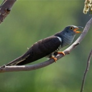 哀怨的叫聲   惡毒的心腸