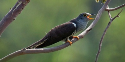 哀怨的叫聲   惡毒的心腸