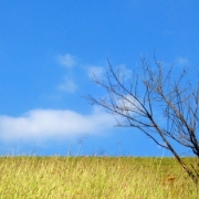 編後語：自強不屈  逆境前行