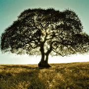 樹的心思（外一首）