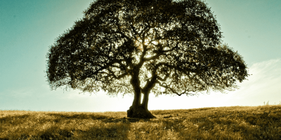 樹的心思（外一首）