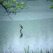 陣雨（外一首）