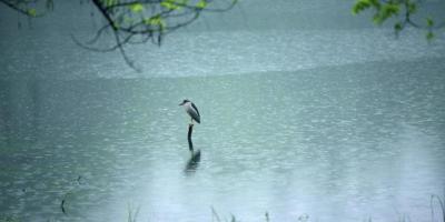 陣雨（外一首）