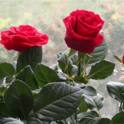 萬里連根（外一首）