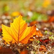 《香港作家》網絡版第五期（2020年10月號）徵稿