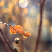 不要固執地惦記春天