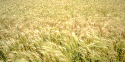 胸脯（十二歲見報作品）