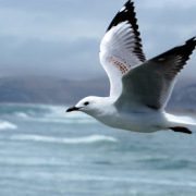 時代（外一首）