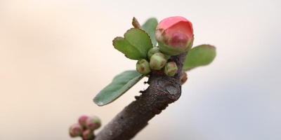 讀嶺雪〈蓓蕾引〉小記