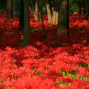 彼岸花的自殺－－致太宰治（外二首）