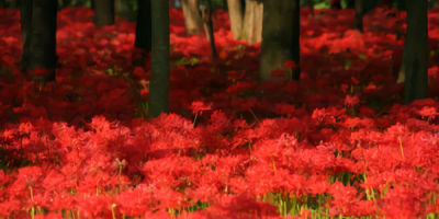 彼岸花的自殺－－致太宰治（外二首）