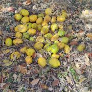 格義「某瓜」，訓詁善惡