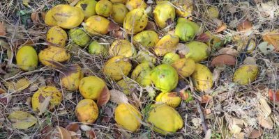 格義「某瓜」，訓詁善惡