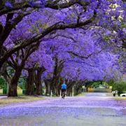 「美笑」兮，「美哭」？——觀賞藍花楹後的沉思