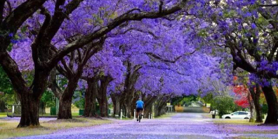 「美笑」兮，「美哭」？——觀賞藍花楹後的沉思