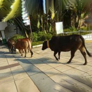 默默耕耘  默默抗疫