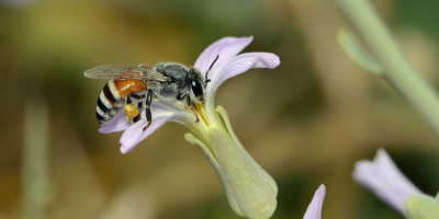 追尋童年的光亮與溫暖──談周蜜蜜的《五羊城的小蜜蜂》