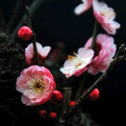 古渡秋韻（外三首）