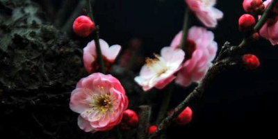 古渡秋韻（外三首）