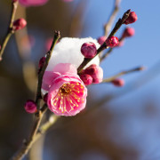 編後語：一同沉醉在花海春風裏