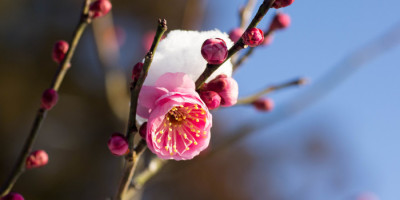 編後語：一同沉醉在花海春風裏