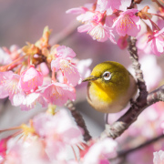 卷首語：春天將在優美的文字中永駐