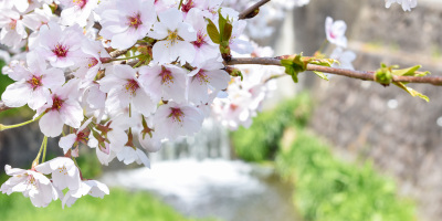 《香港作家》網絡版第八期（2021年4月號）徵稿