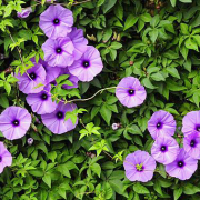 花徑/ 花徑不曾緣客掃