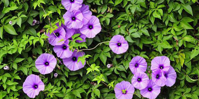 花徑/ 花徑不曾緣客掃