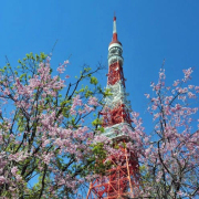 東京追櫻花