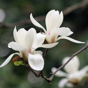 「人生看得幾清明」 ——清明節的歌